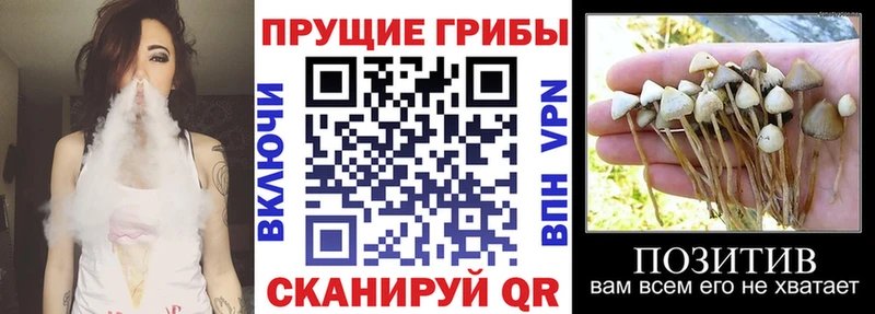 Галлюциногенные грибы Cubensis  Бородино 